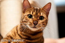 Bengal rosetted